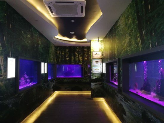 Aquarium corridor with lit tanks